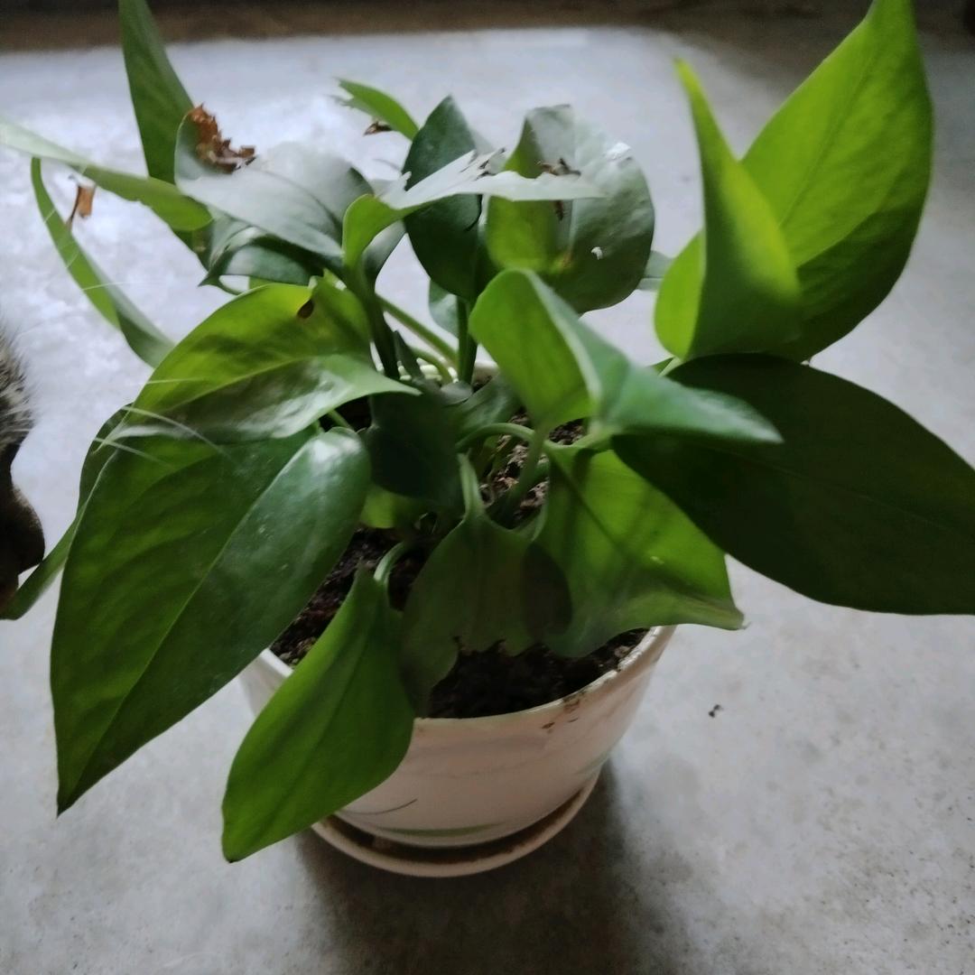 格格