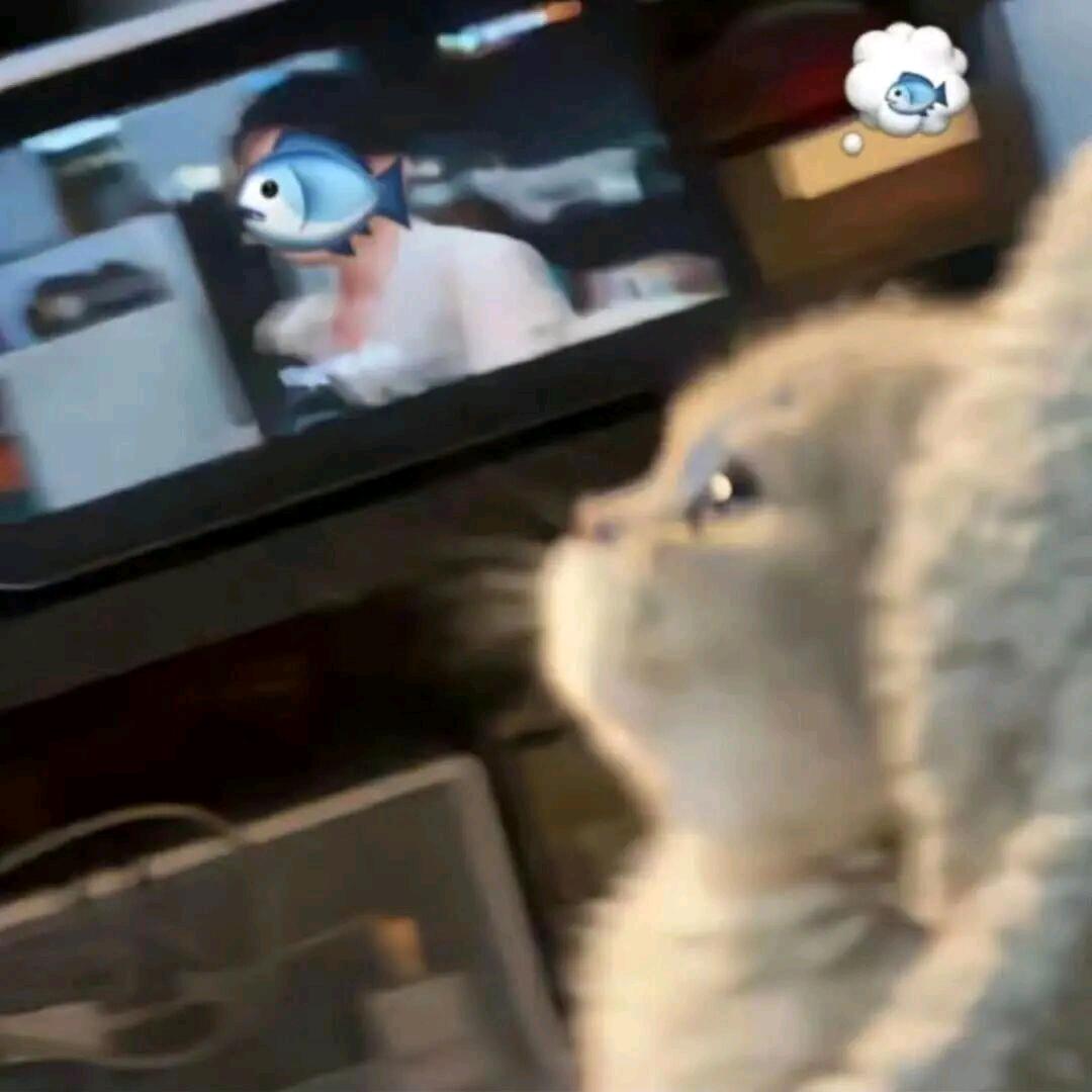 小猫不爱吃鱼.