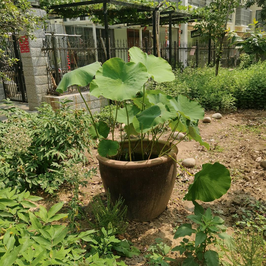 经典再现