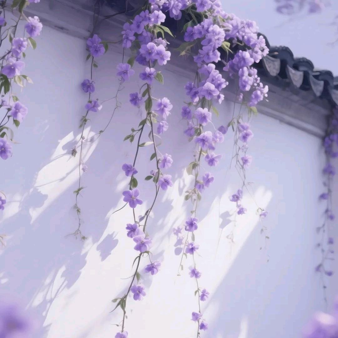 苹果吖🌸