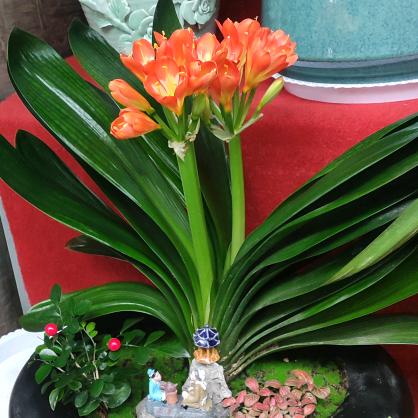花立秀国货精品