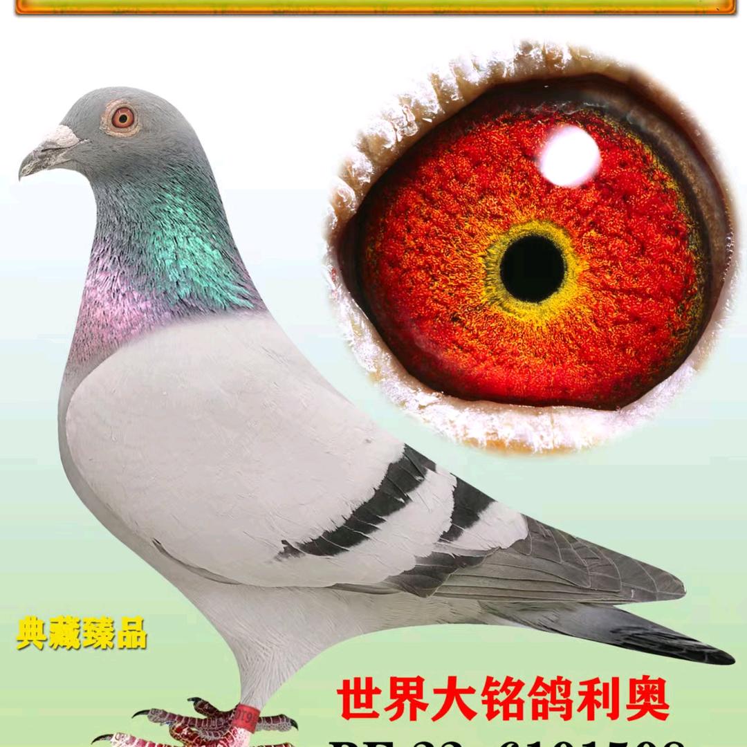 鑫源赛鸽育种中心