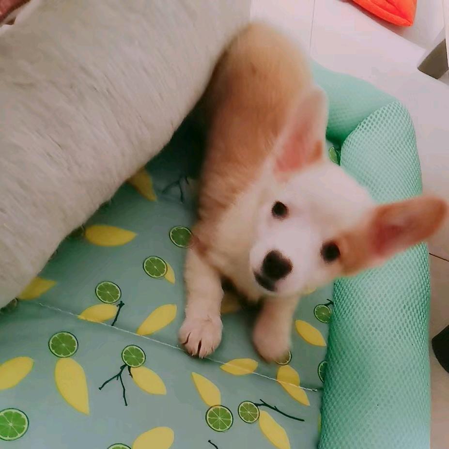 珊珊来迟