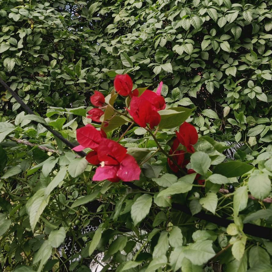 老吴刑事实务研究所