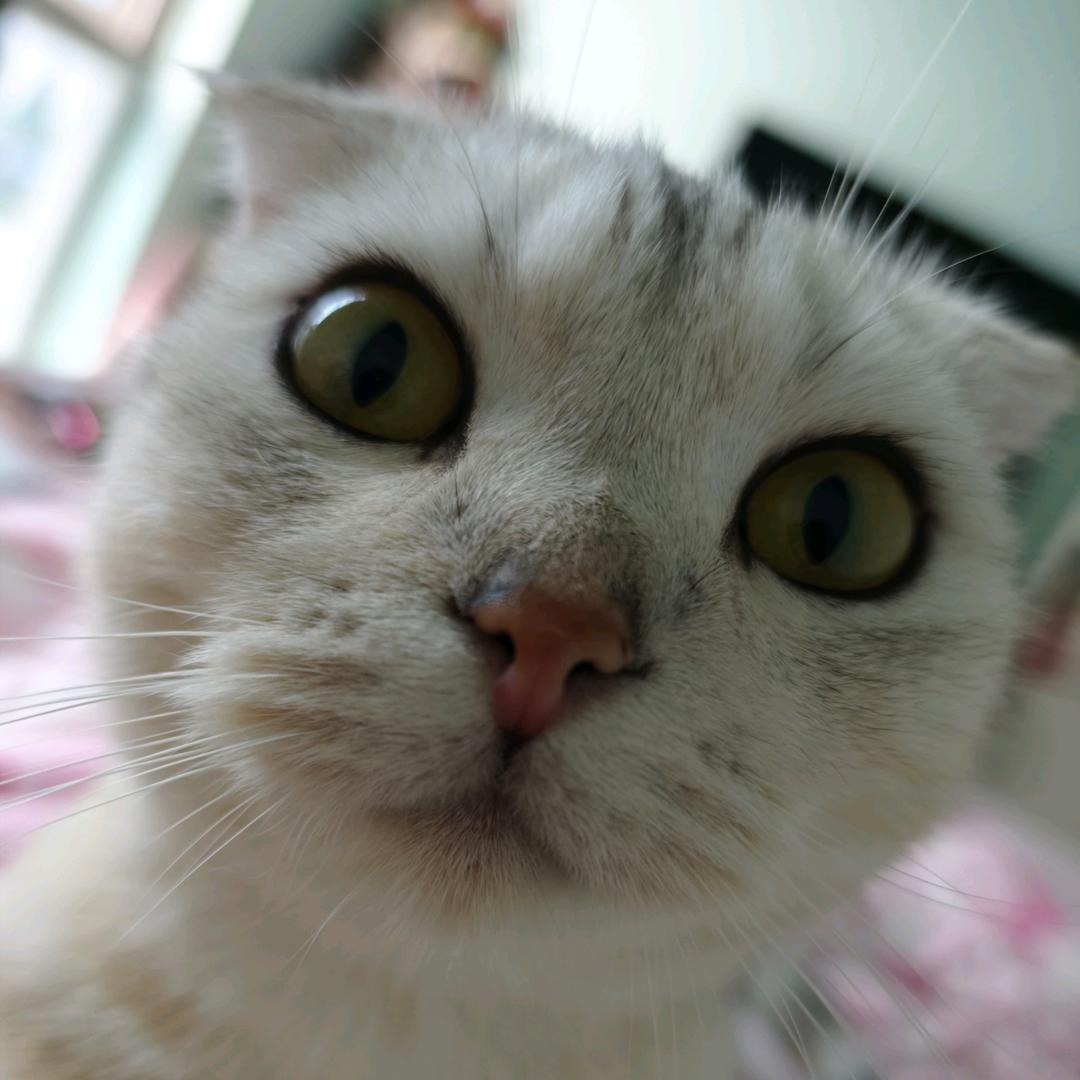 咪