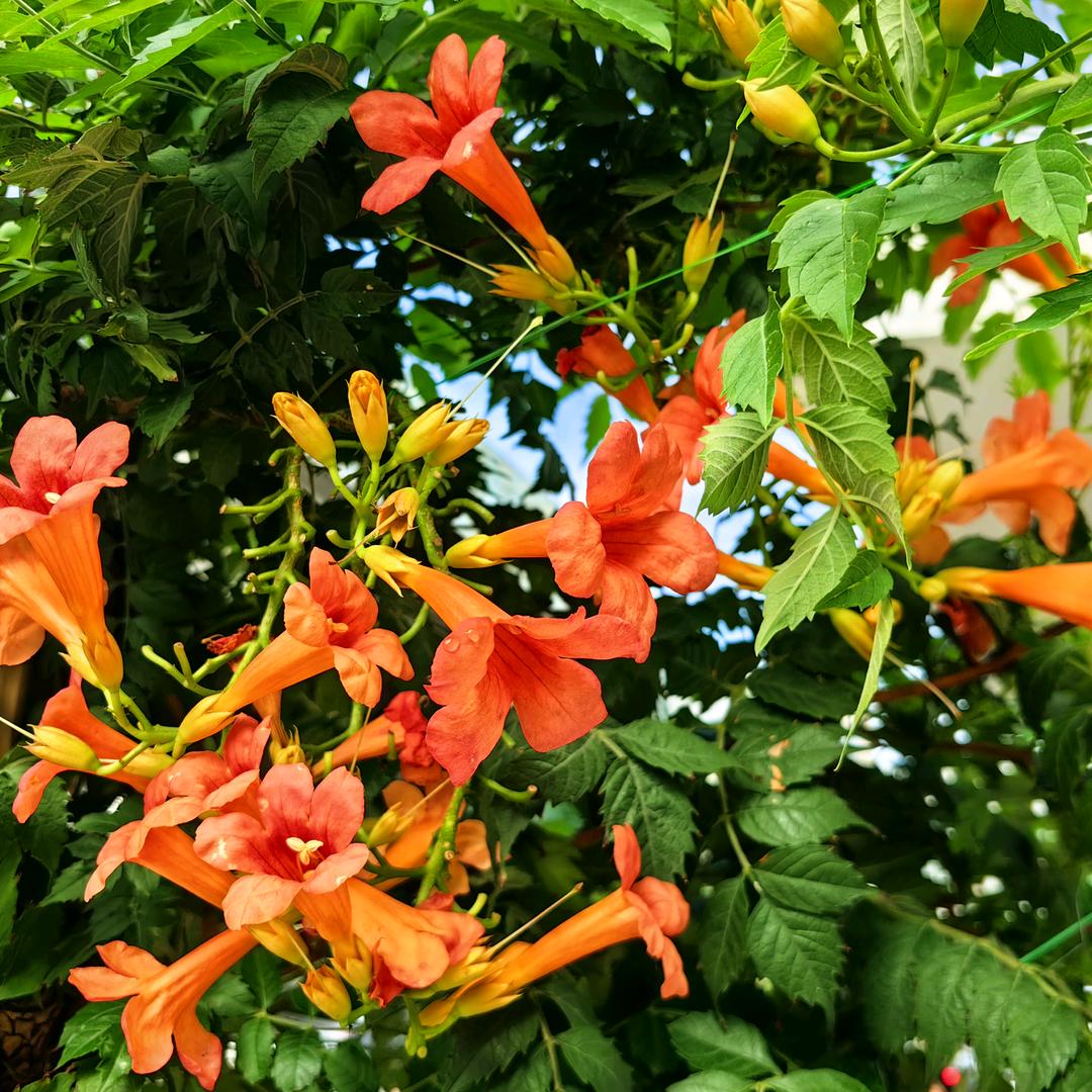 如果我是藏獒君