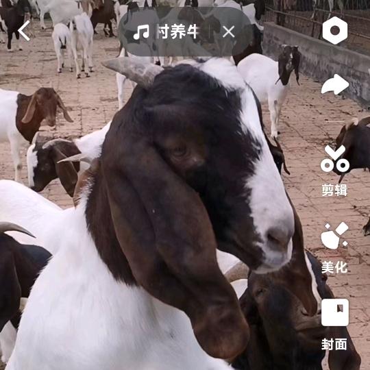英捷养殖场