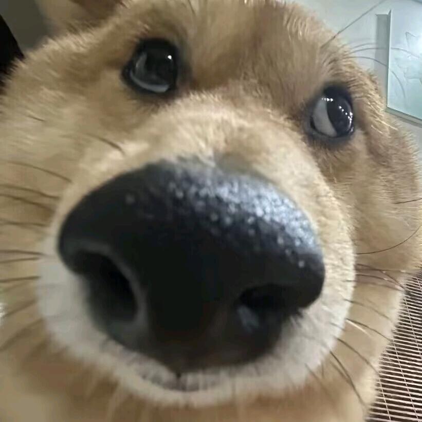 故人归