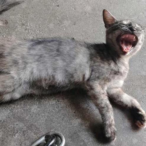 超级小猫（彼得帕克）