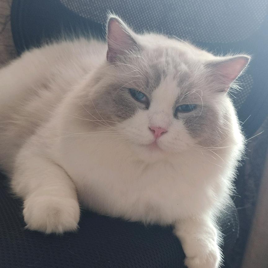 猪咪
