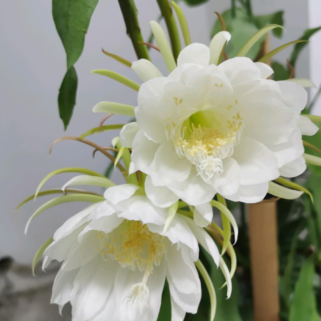 云馆