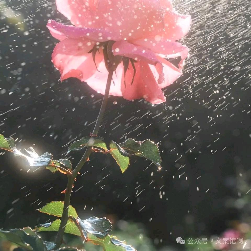 心若向阳花🌸自开
