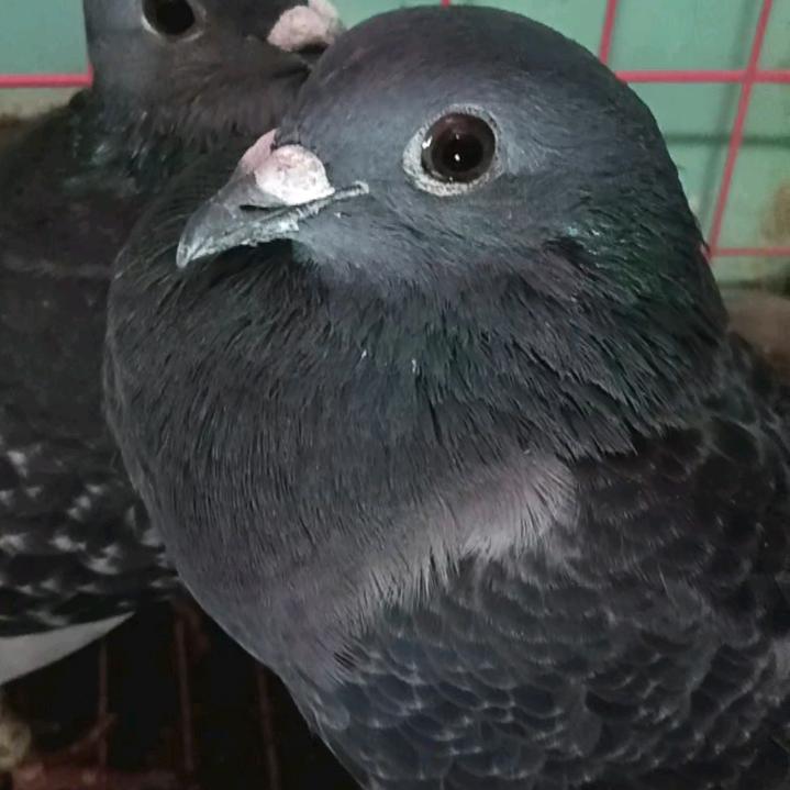 养鸽人