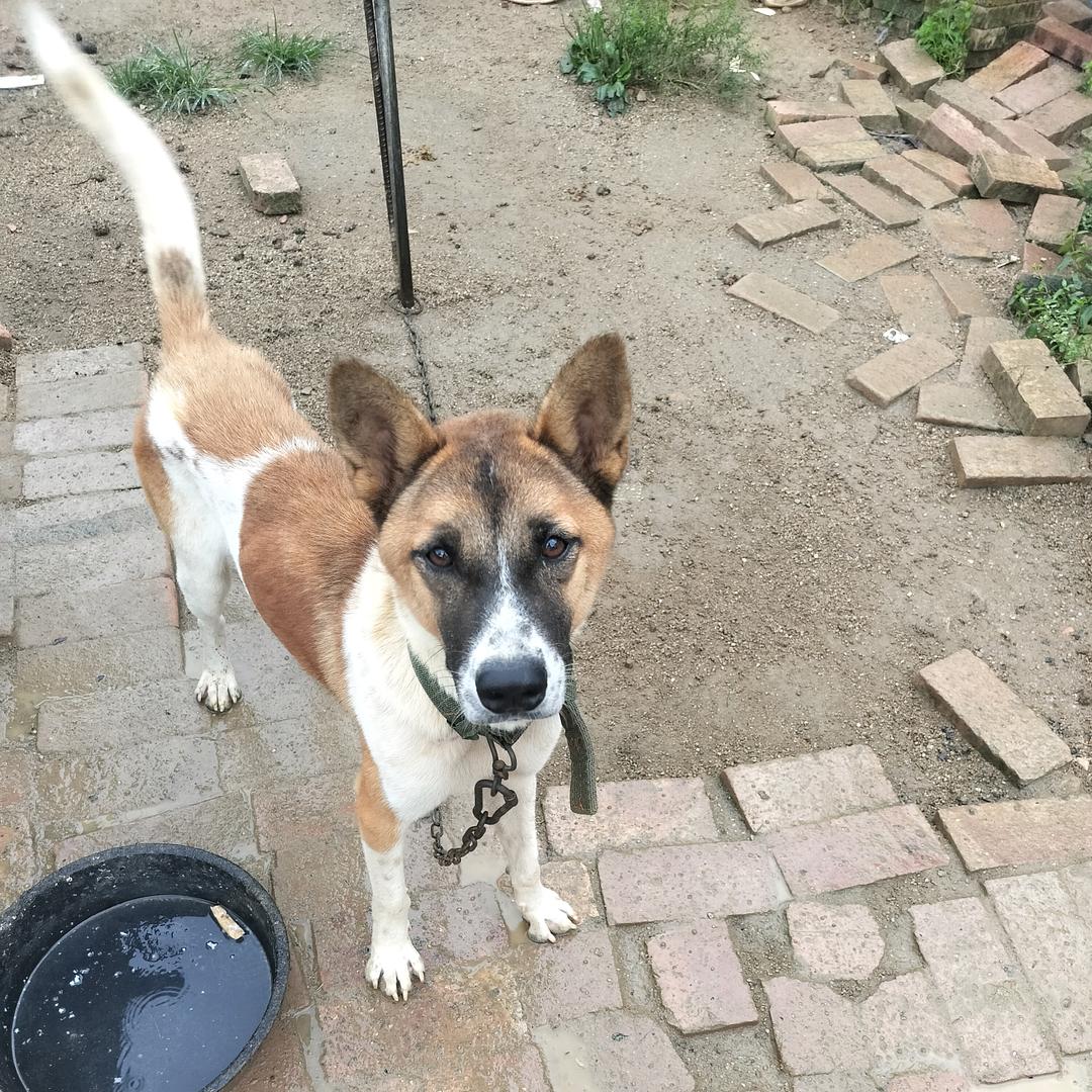 抖音：金山文龙养狗人，农村爱好者