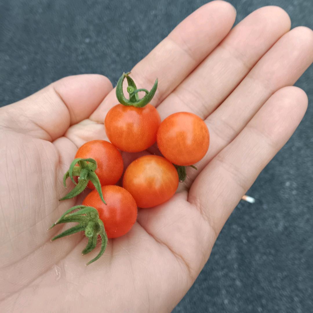 子涵
