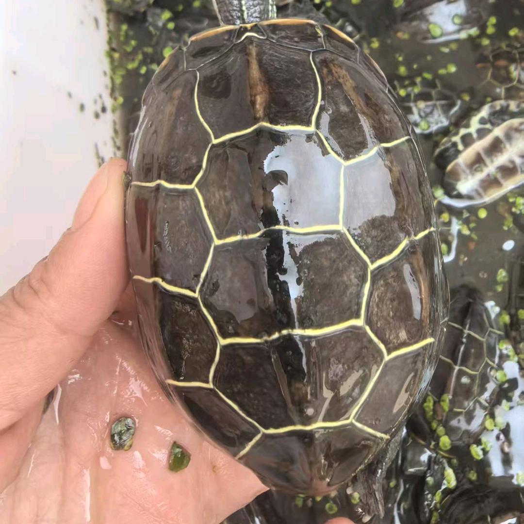 龟宠质欣