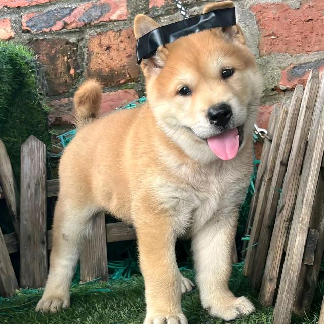 中华田园犬（代淘）