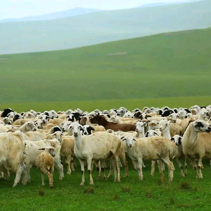 （内蒙特产美食)