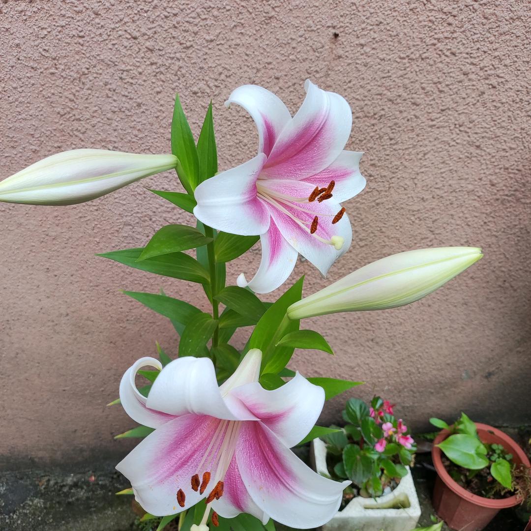 黑妞