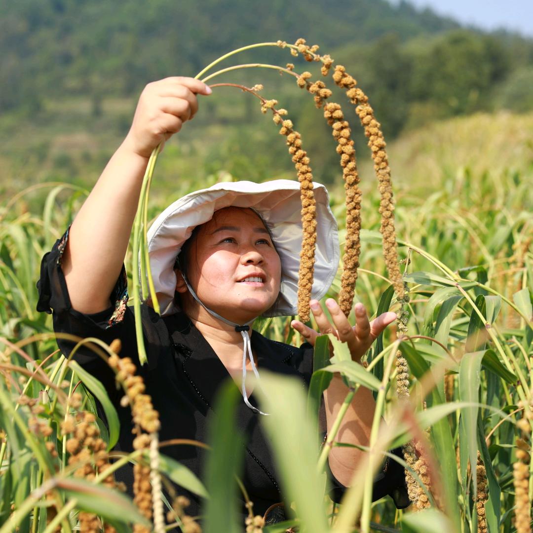 贵州糯小米推广---林姐