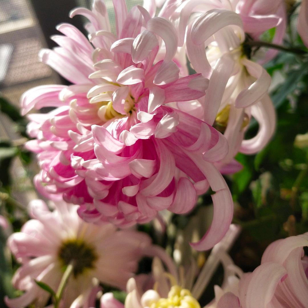 释然（🐔💞）