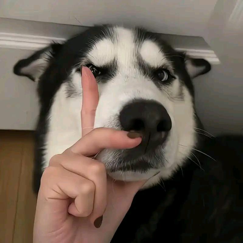 无情噶懒