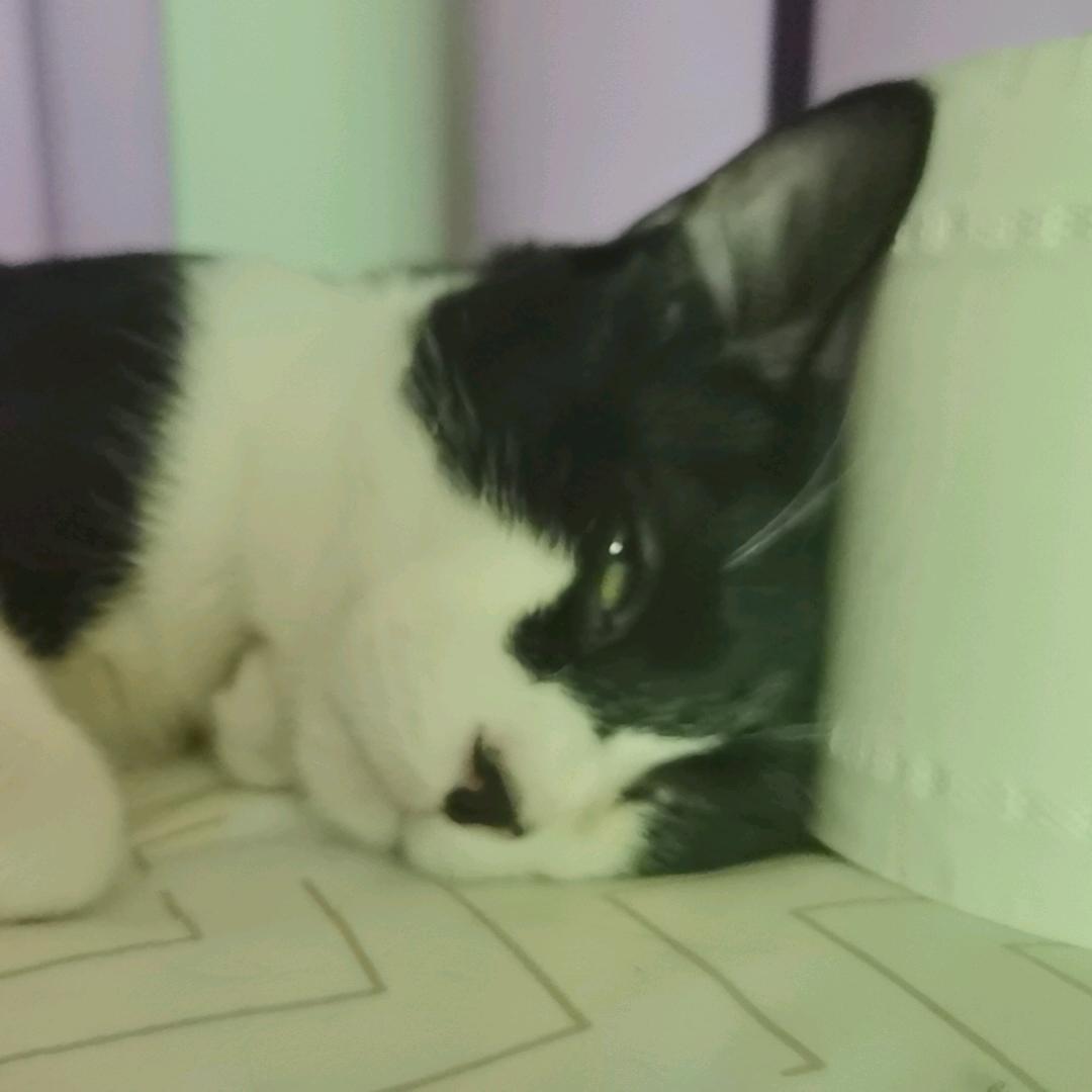拗嘚乏