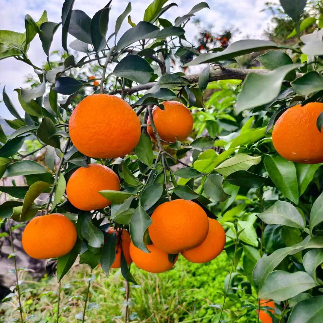 自家红美人果冻橙