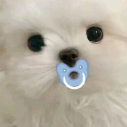 奶油小黄包