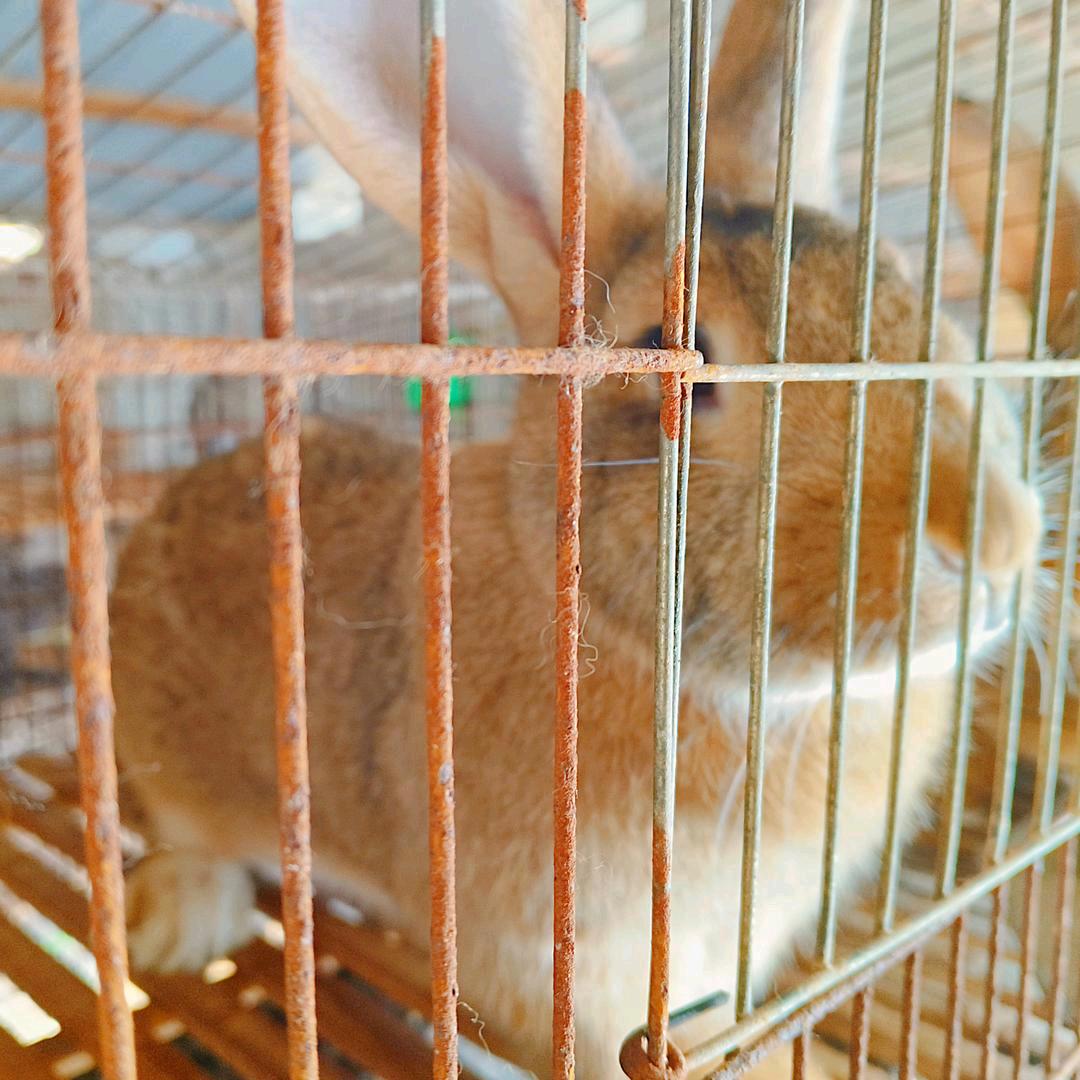 （汇聚兔业）出售  回收大小兔子