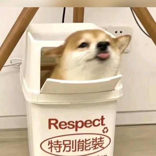 老猫儿