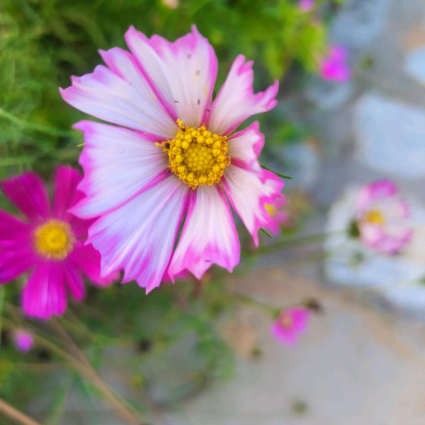 招远专业钻井（可进家进院）