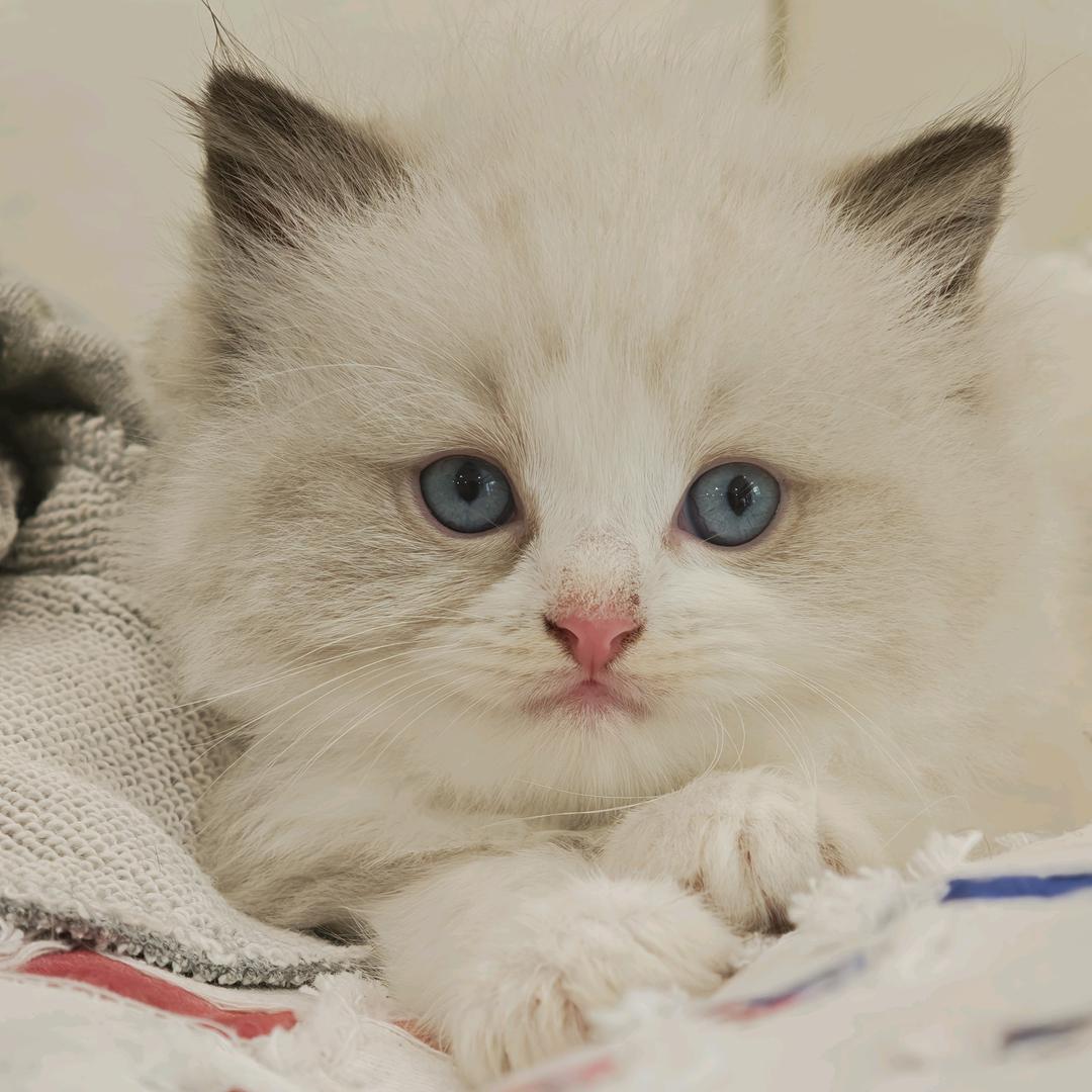 子闻轩小助理——鲁直