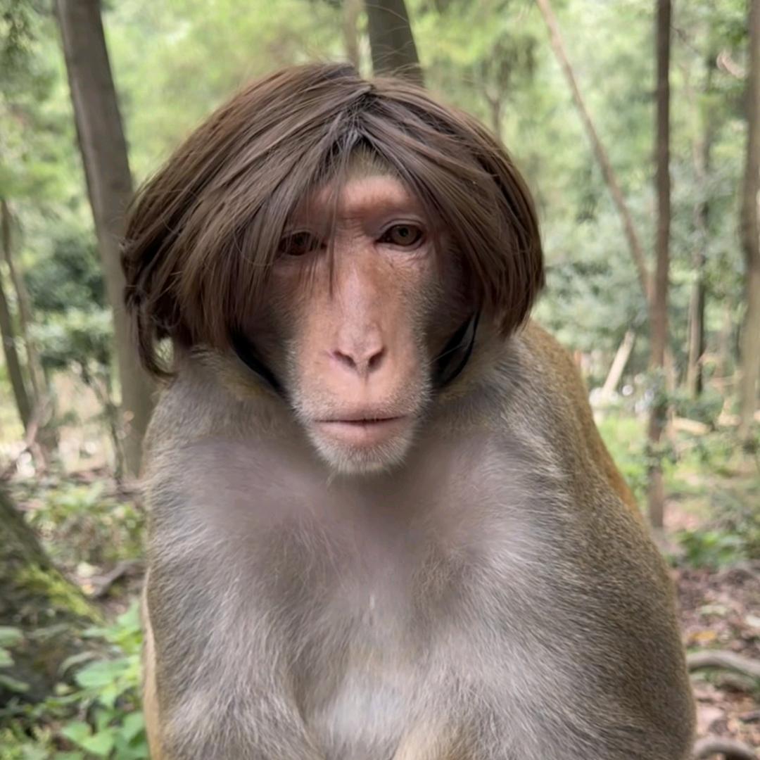拽歌