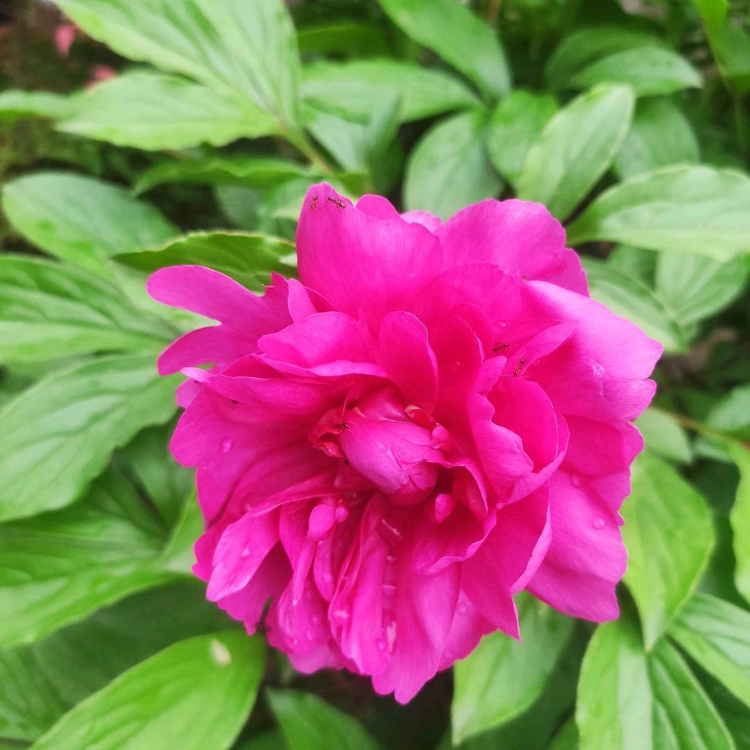 🌸🌸