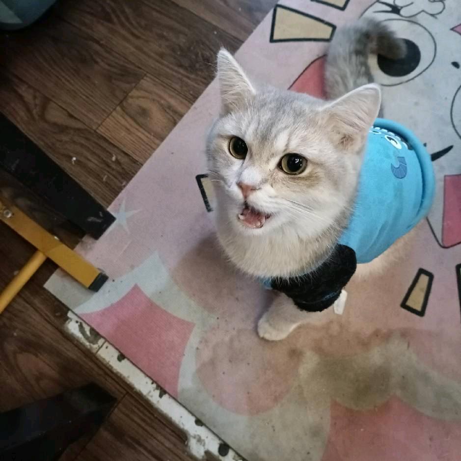 情话说给左耳听.