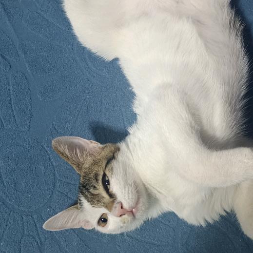 Sugar and sky