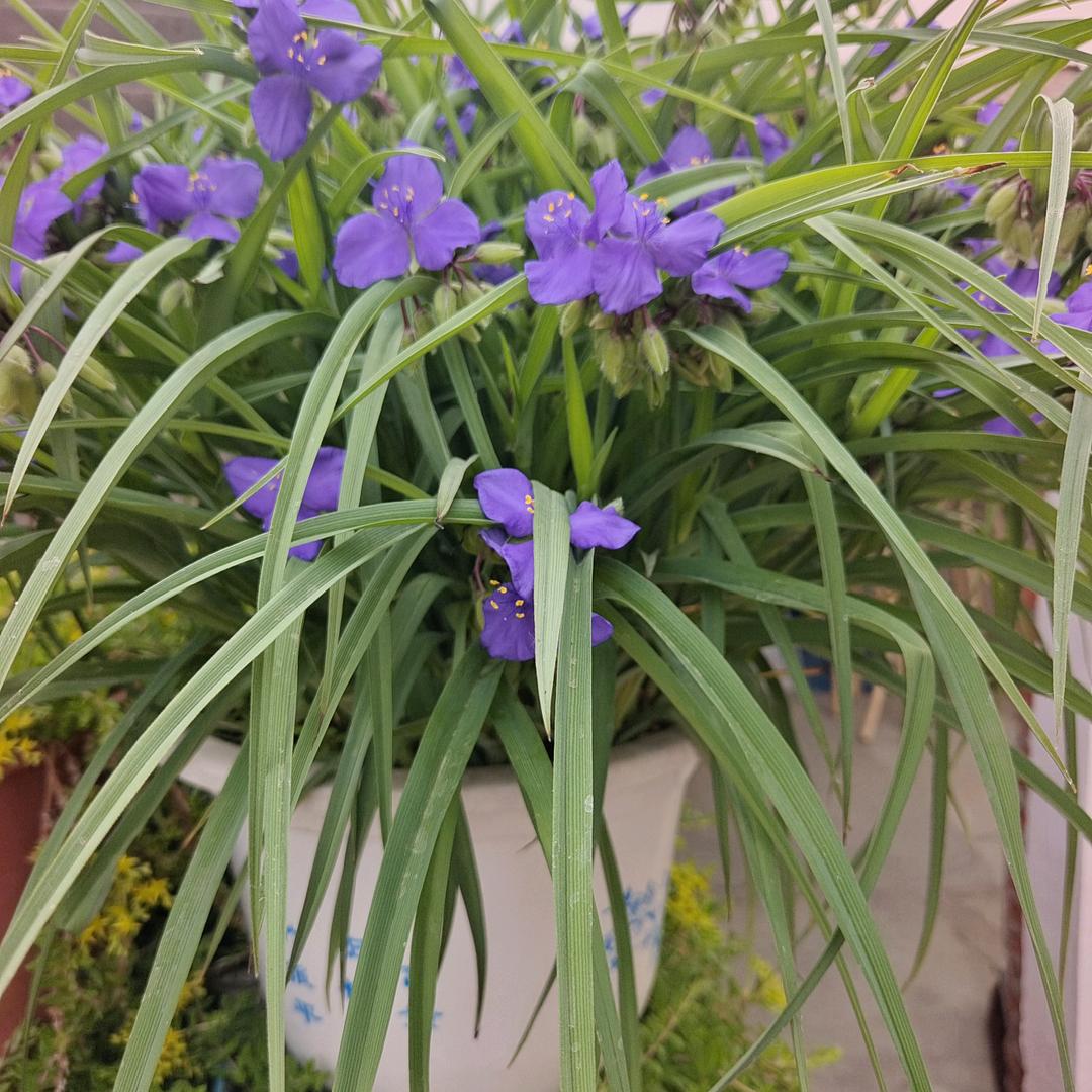 风雨彩虹
