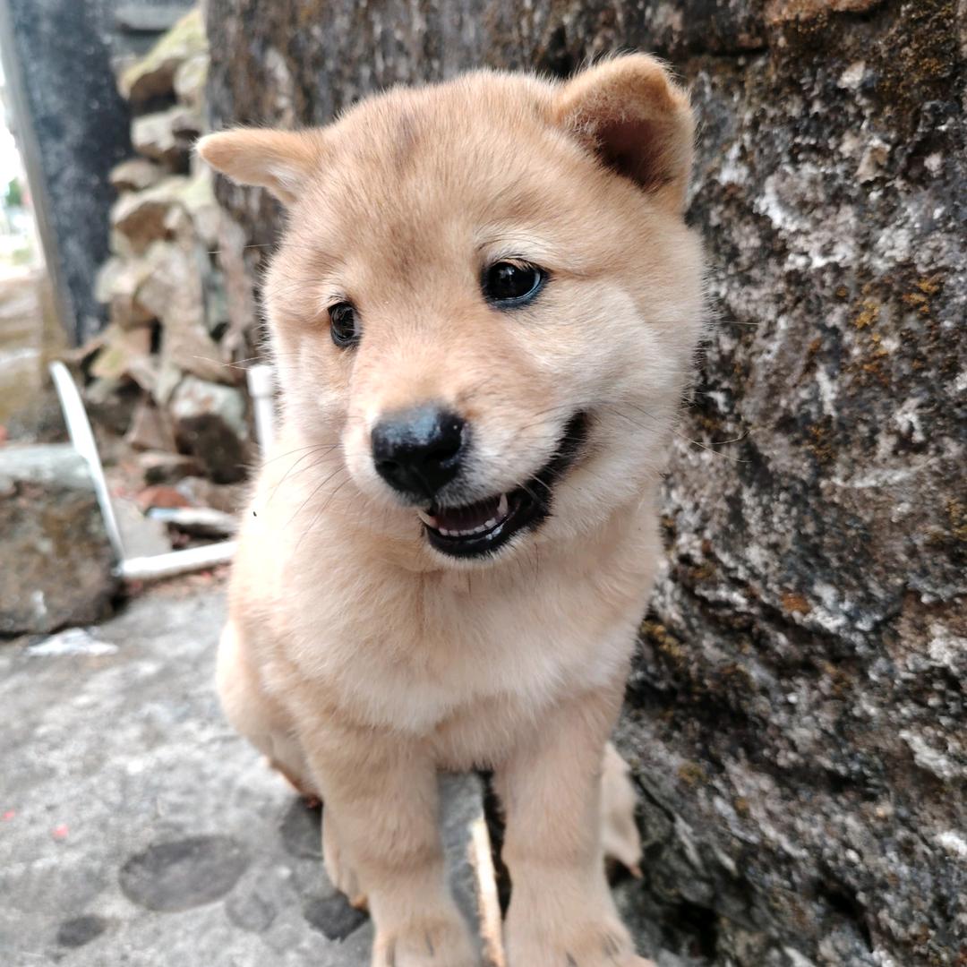 小萌犬