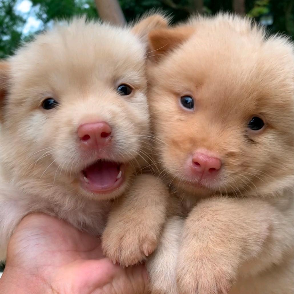 華華華-河南土松大王