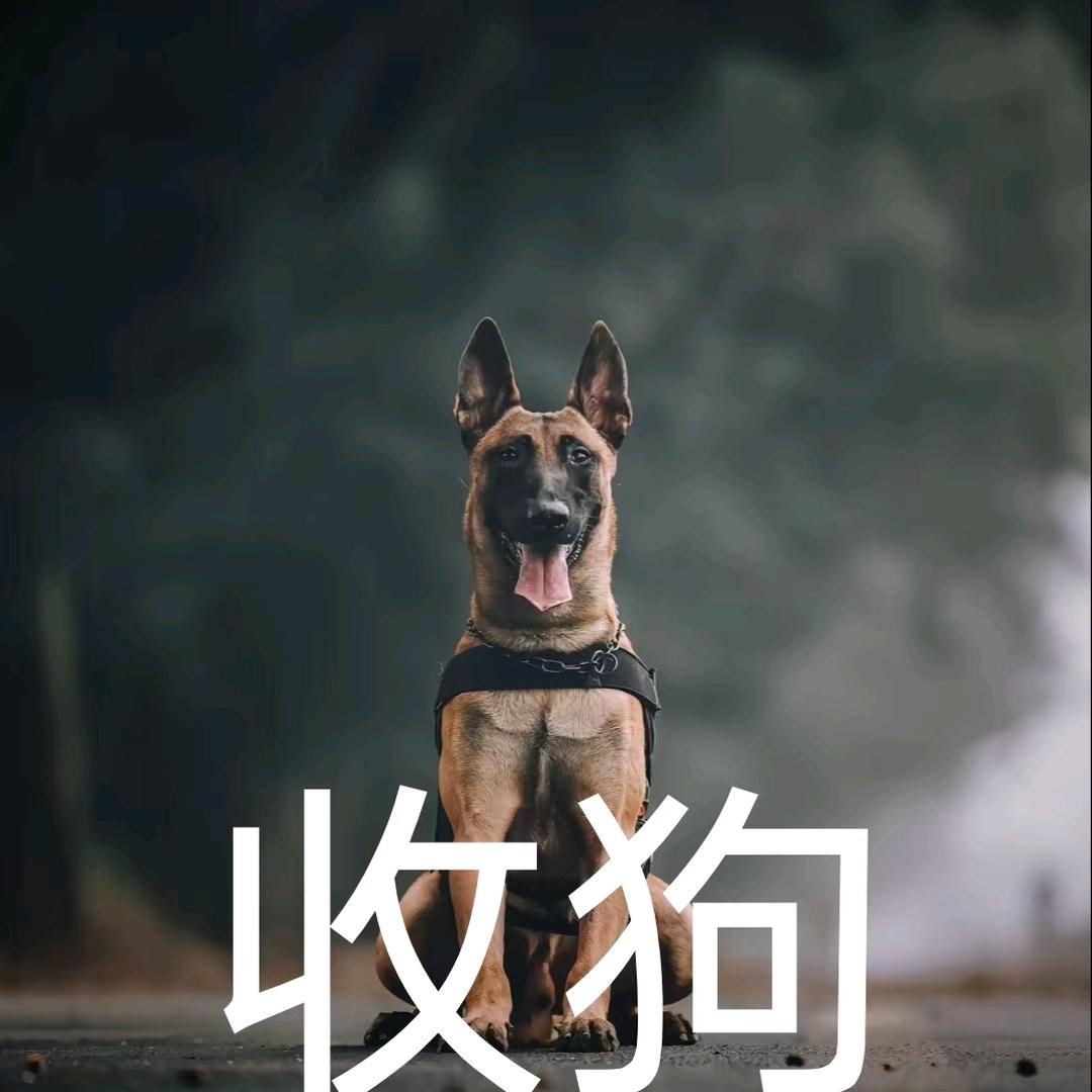 东营刘哥收狗