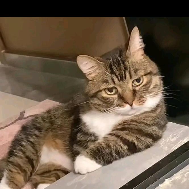 美声喵🐱