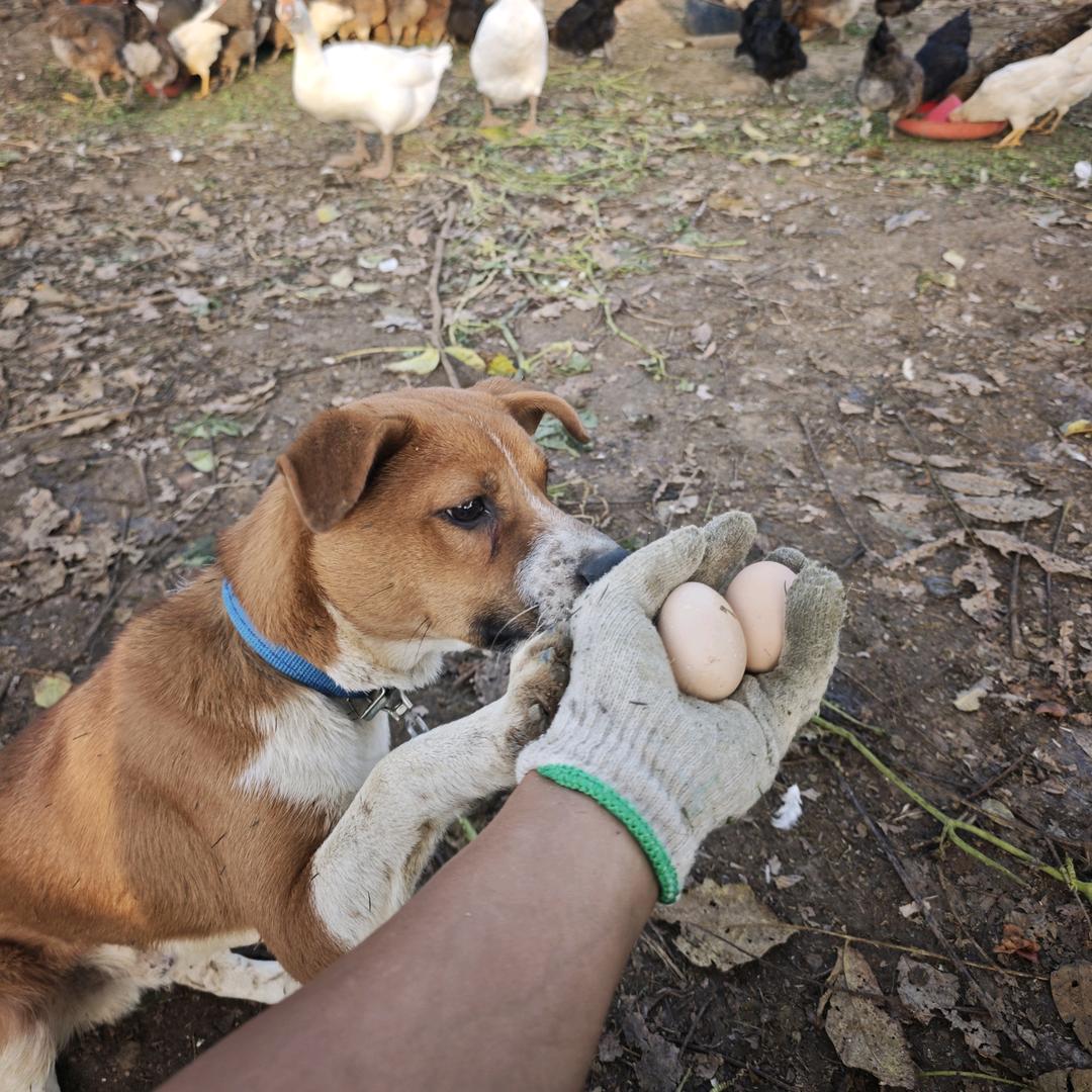 两脚兽（顺顺在奋斗）