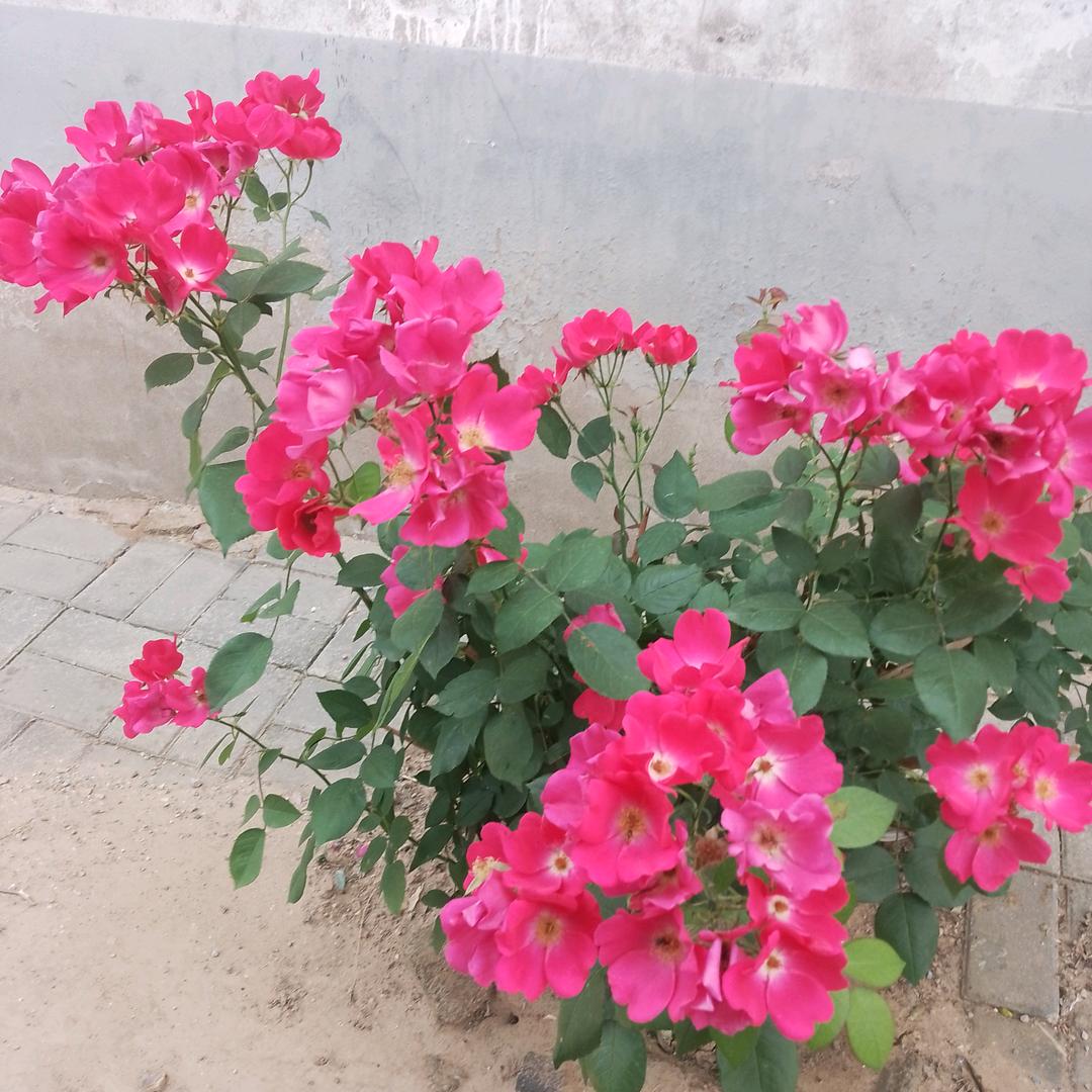 秀姐在农村