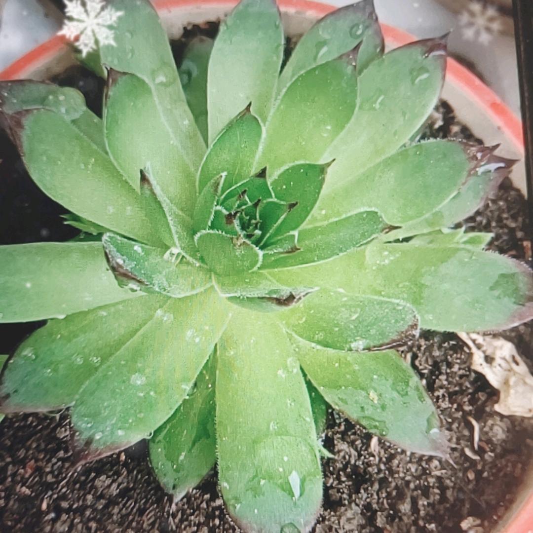 香山唯一9