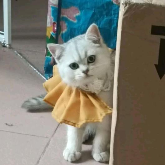 龙琳姐