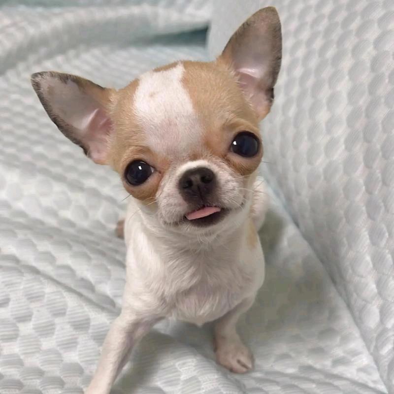 我的好友敢吃屎