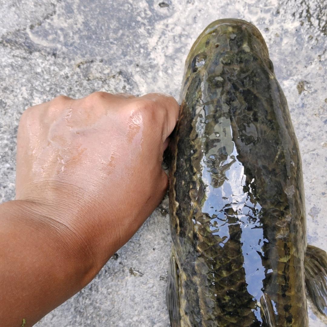 贪吃蜂医（三角洲跑刀）