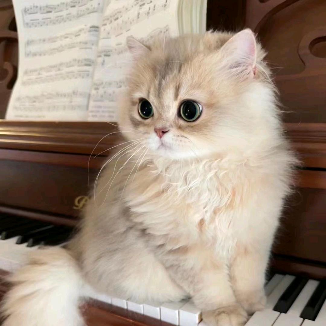 夜猫子