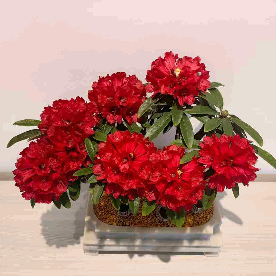 抖花园艺店